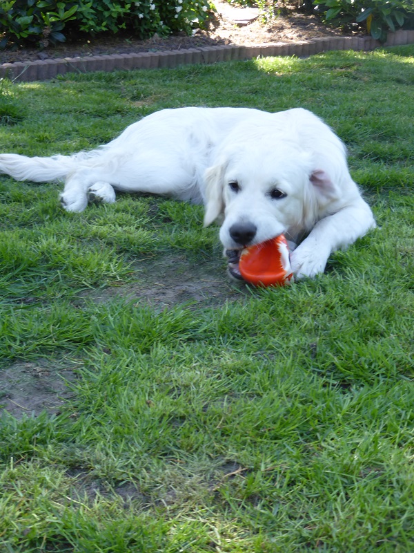 Golden-Retriever-Bremen