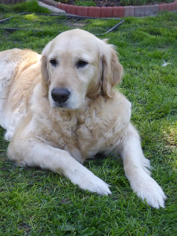 Golden-Retriever-Bremen