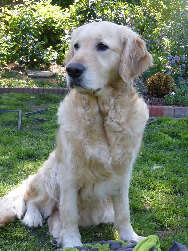 Golden-Retriever-Bremen