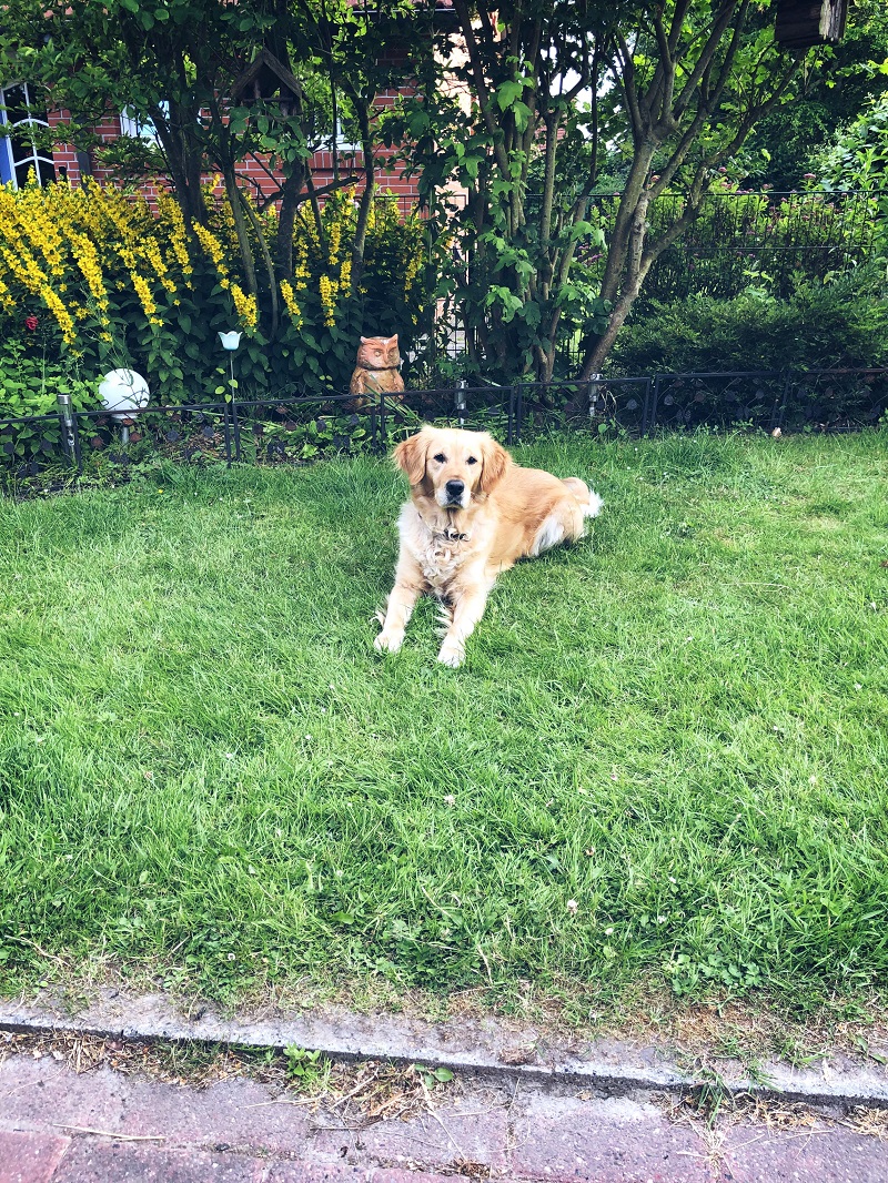 Golden-Retriever-Bremen