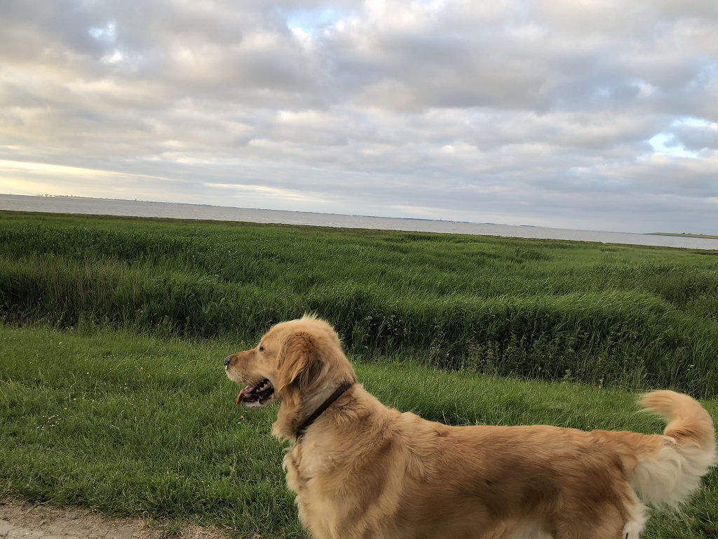 Golden-Retriever-Bremen
