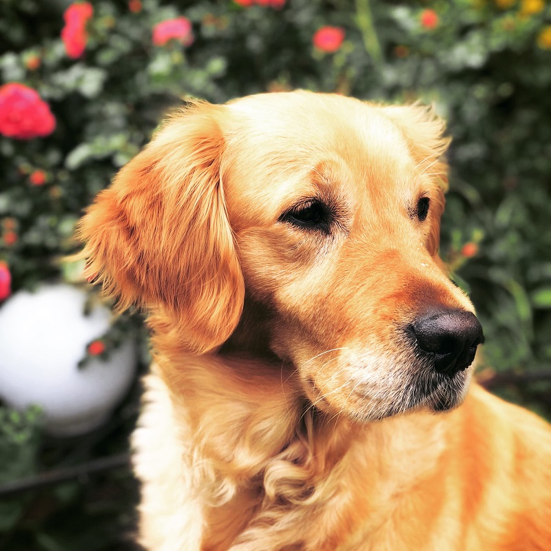 Golden-Retriever-Bremen