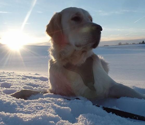 Golden-Retriever-Bremen