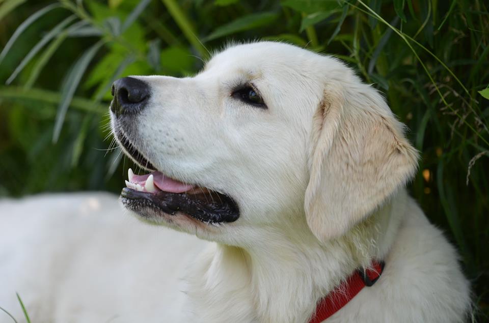 Golden-Retriever-Bremen