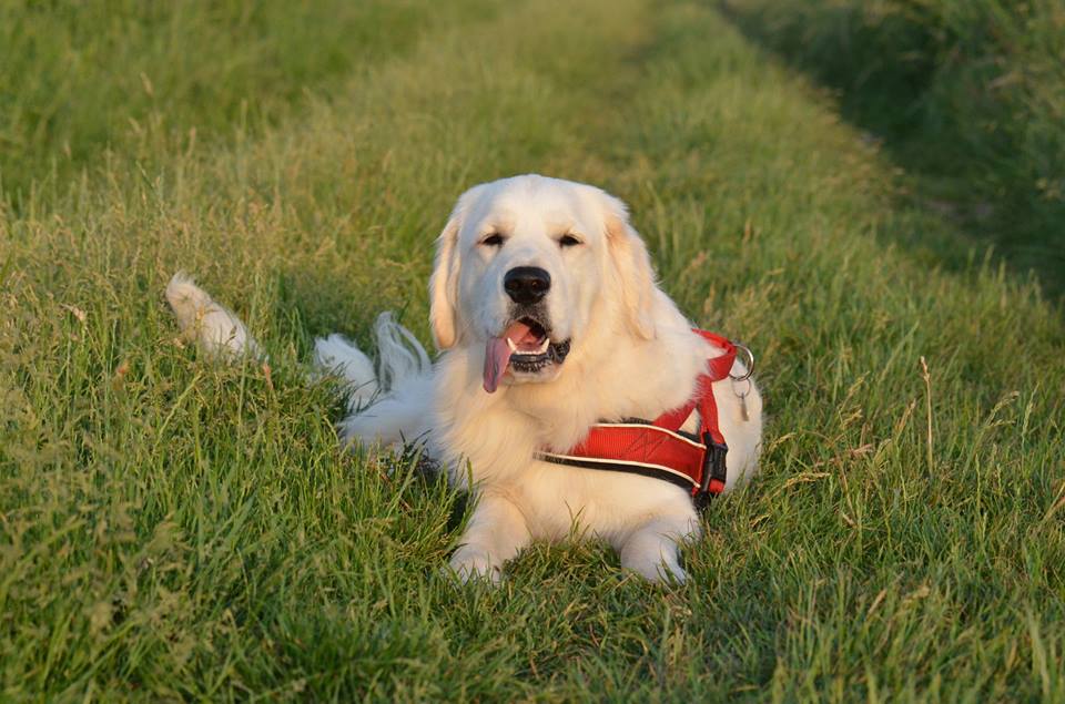 Golden-Retriever-Bremen