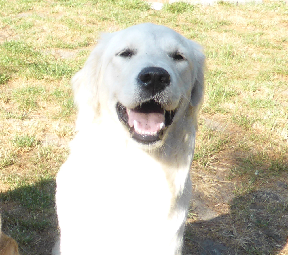 Golden-Retriever-Bremen