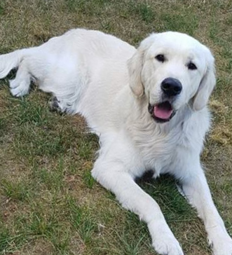 Golden-Retriever-Bremen