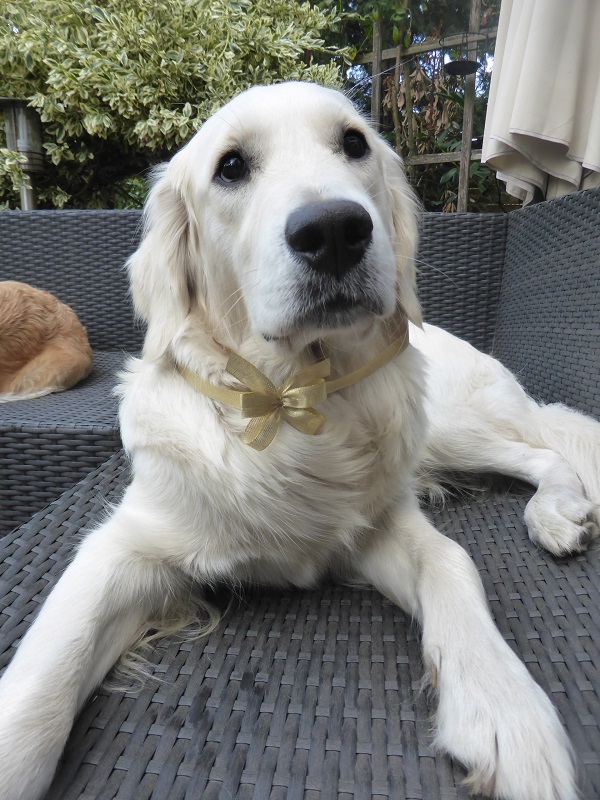 Golden-Retriever-Bremen