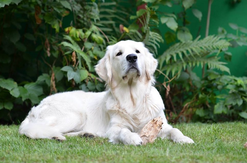 Golden-Retriever-Bremen