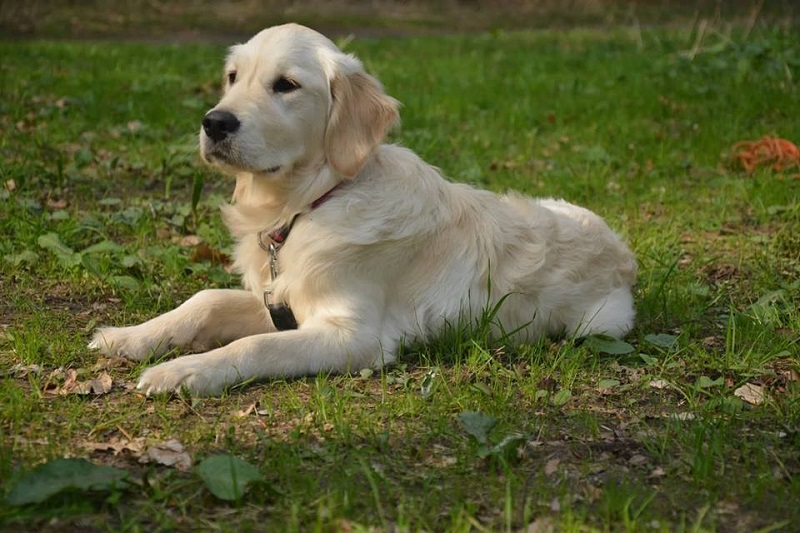 Golden-Retriever-Bremen