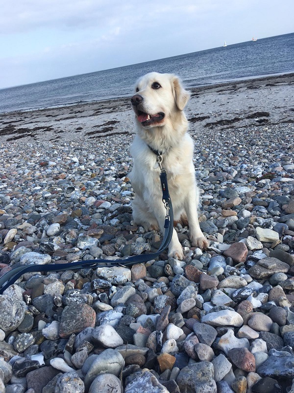 Golden-Retriever-Bremen