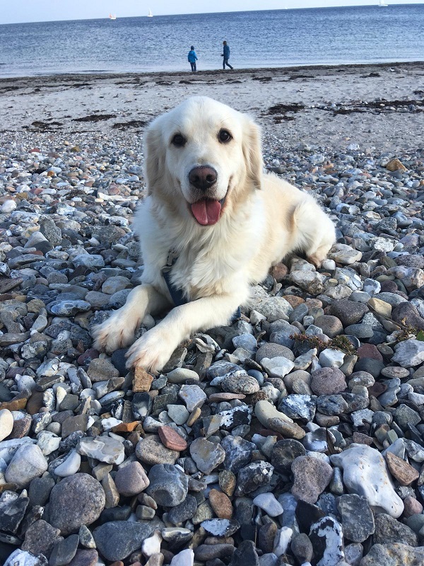 Golden-Retriever-Bremen