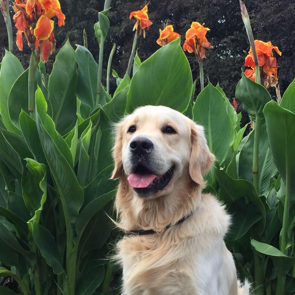 Golden-Retriever-Bremen