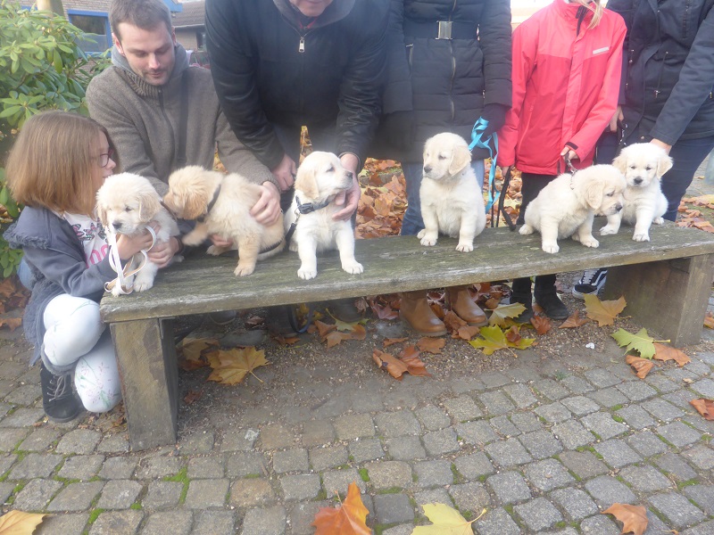 Golden-Retriever-Bremen