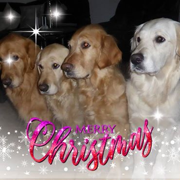 Golden-Retriever-Bremen