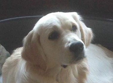 Golden-Retriever-Bremen