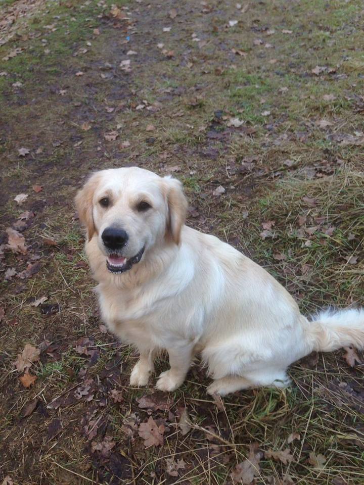 Golden-Retriever-Bremen