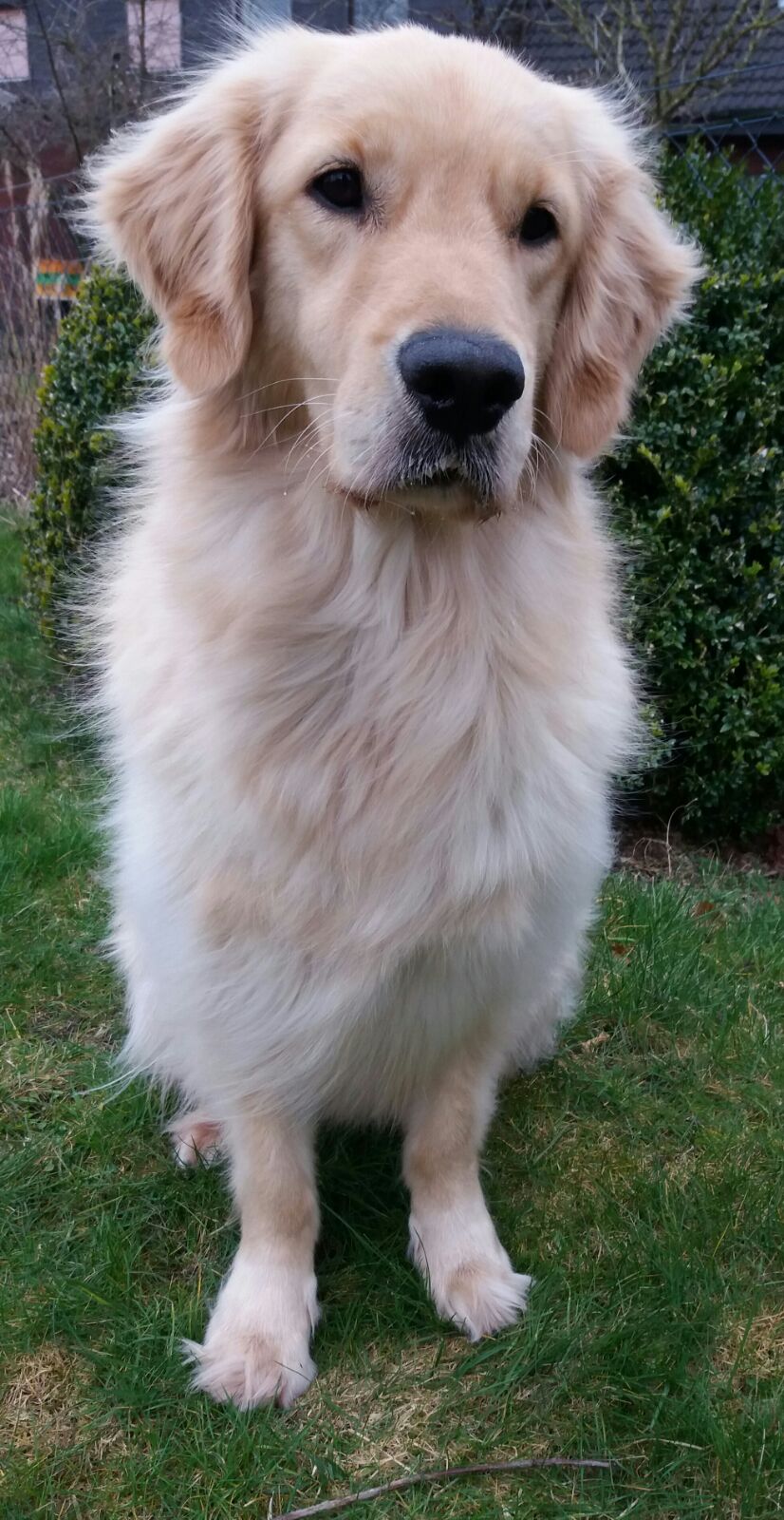 Golden-Retriever-Bremen
