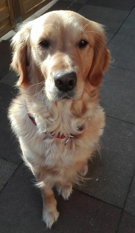 Golden-Retriever-Bremen
