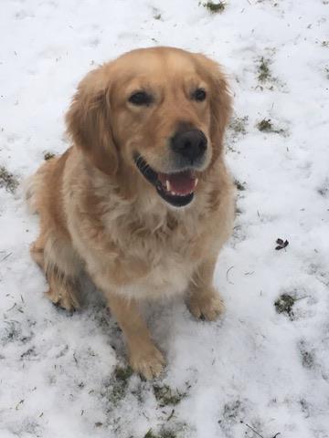 Golden-Retriever-Bremen