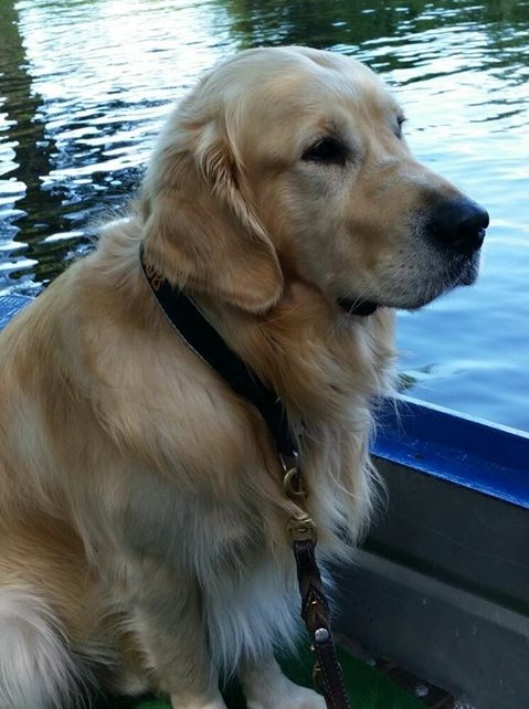 Golden-Retriever-Bremen
