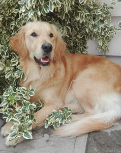 Golden-Retriever-Bremen