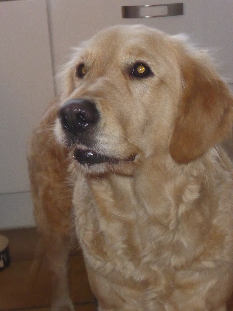 Golden-Retriever-Bremen