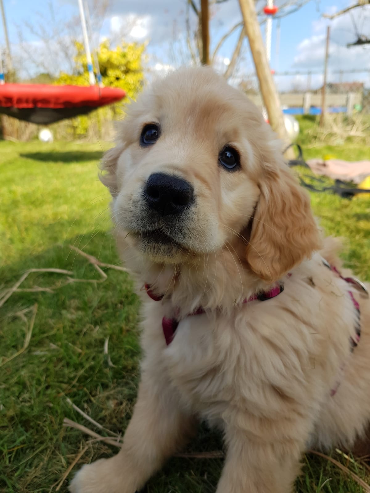 Golden-Retriever-Bremen