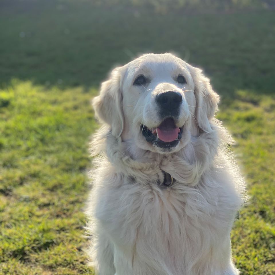Golden-Retriever-Bremen