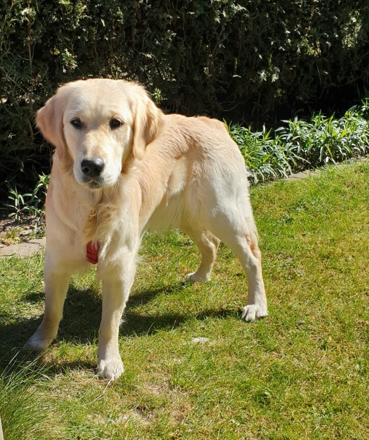 Golden-Retriever-Bremen