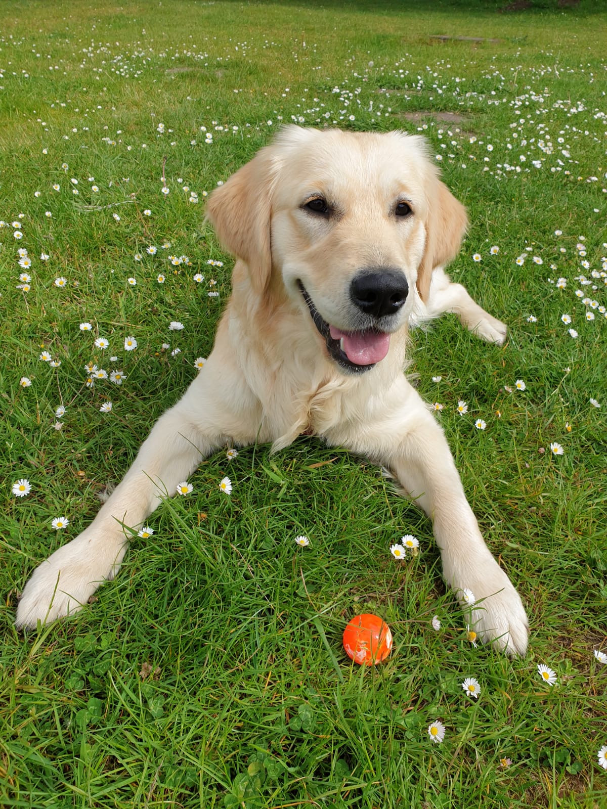Golden-Retriever-Bremen