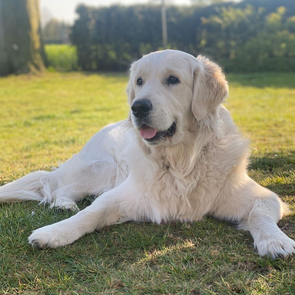 Golden-Retriever-Bremen