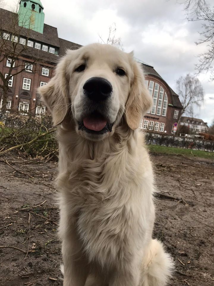 Golden-Retriever-Bremen