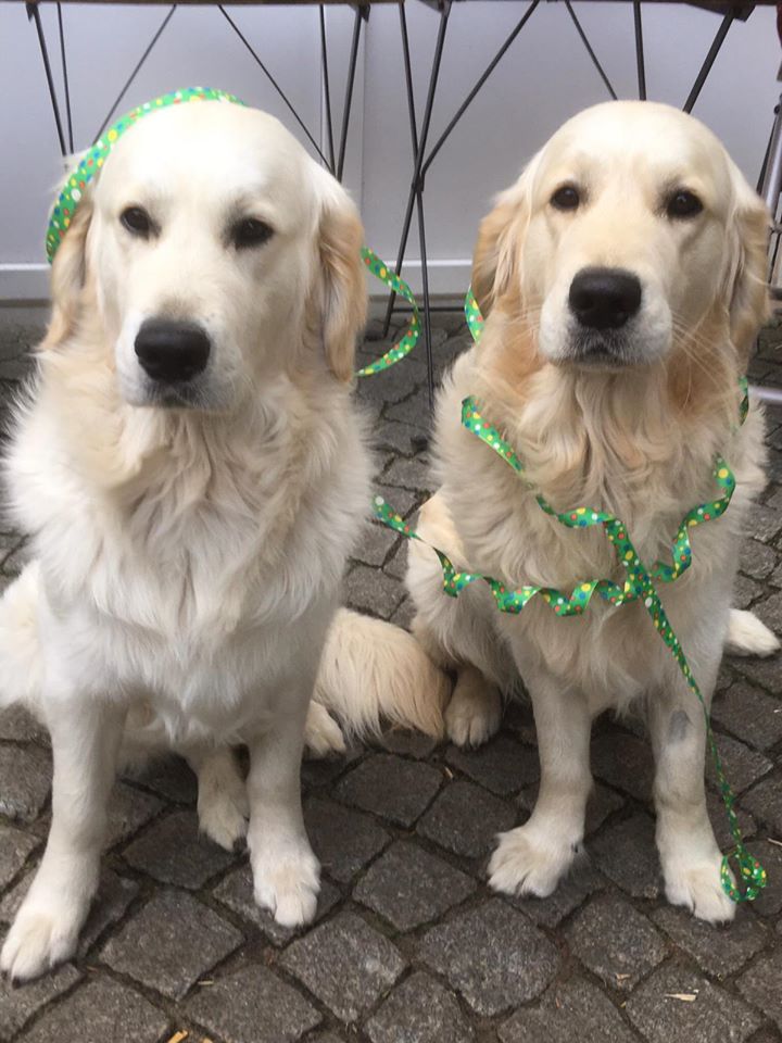 Golden-Retriever-Bremen