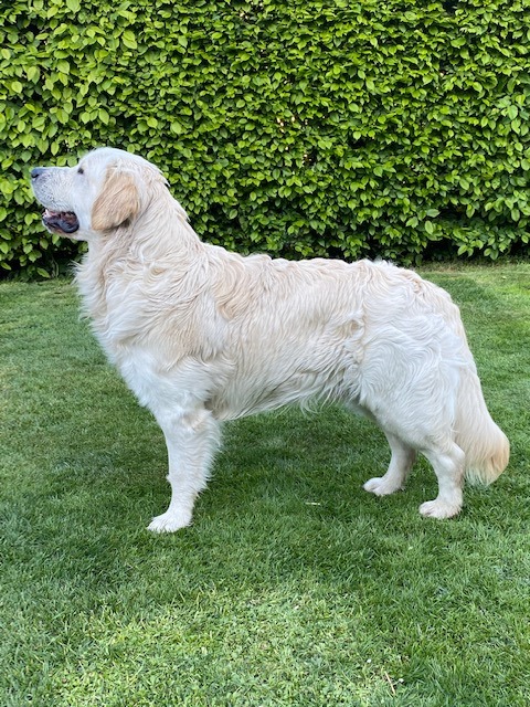 Golden-Retriever-Bremen