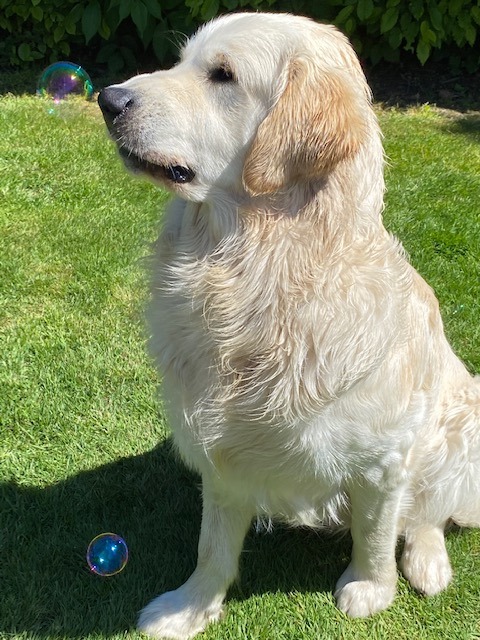 Golden-Retriever-Bremen