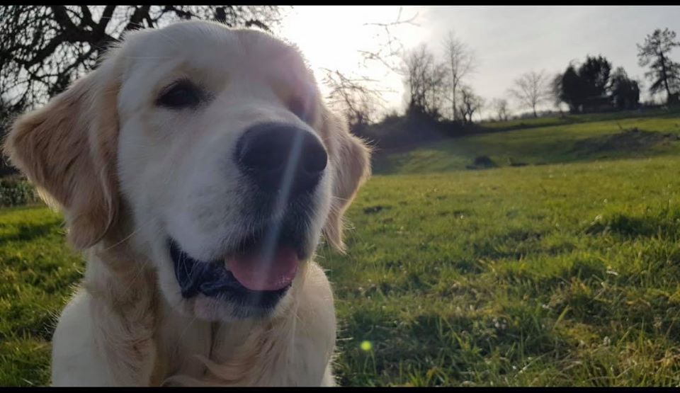 Golden-Retriever-Bremen