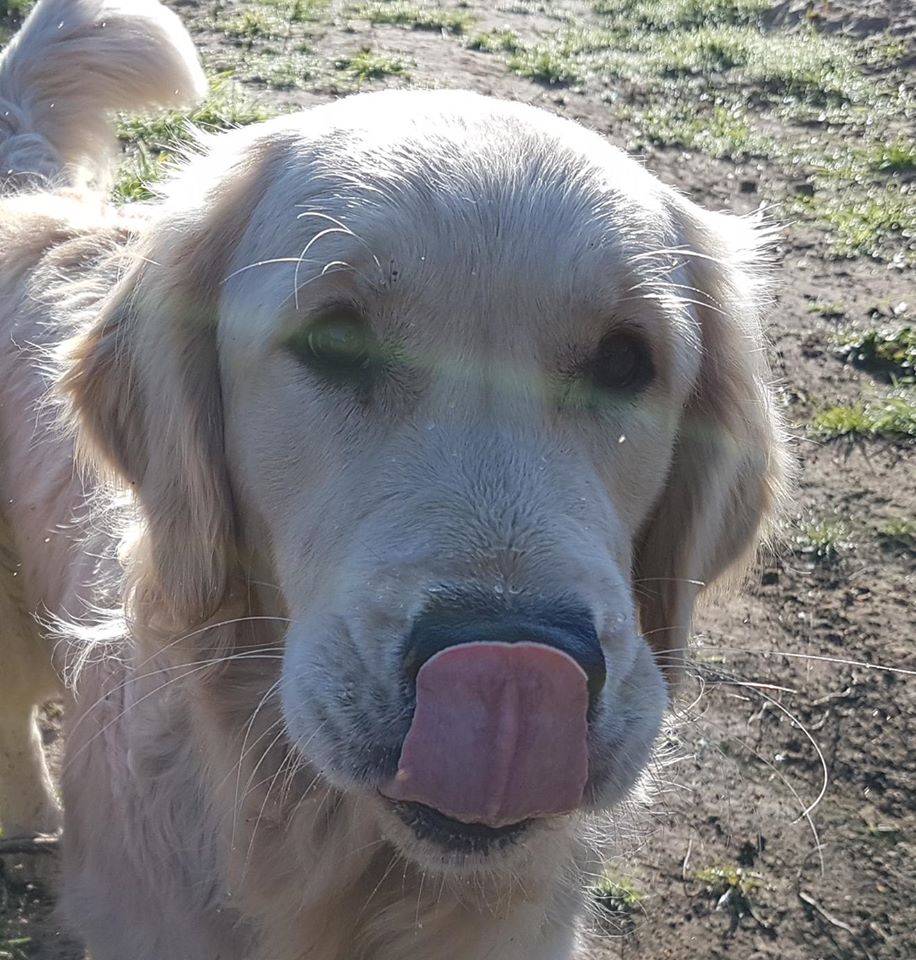 Golden-Retriever-Bremen