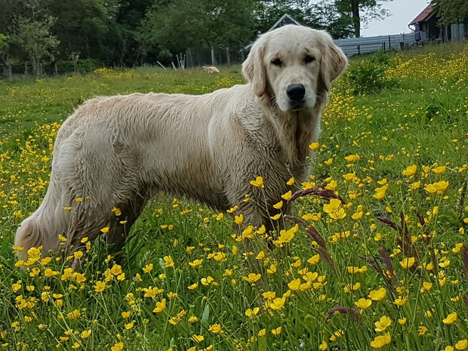 Golden-Retriever-Bremen