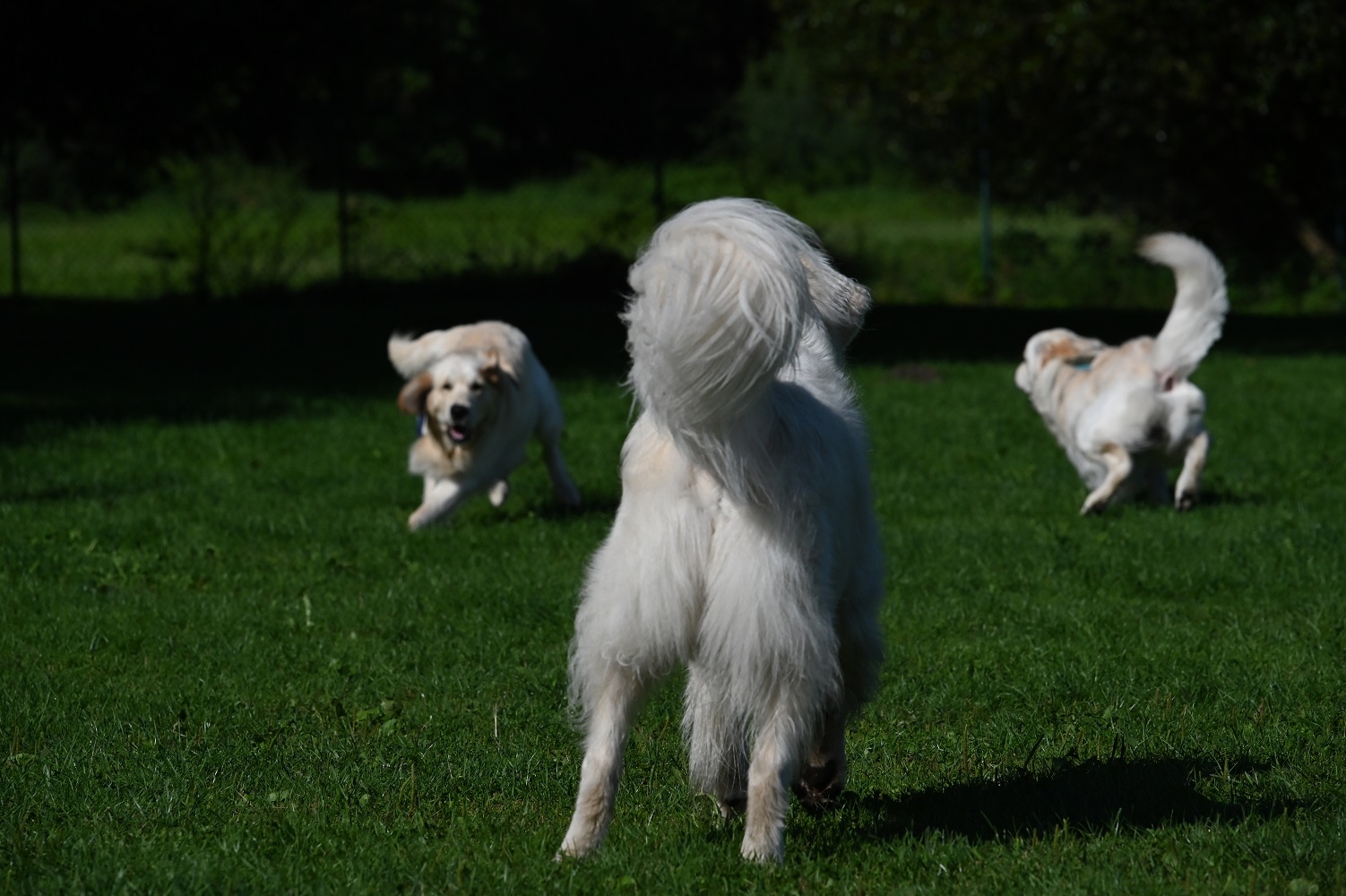 Golden-Retriever-Bremen