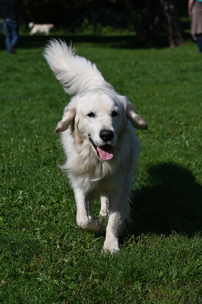 Golden-Retriever-Bremen