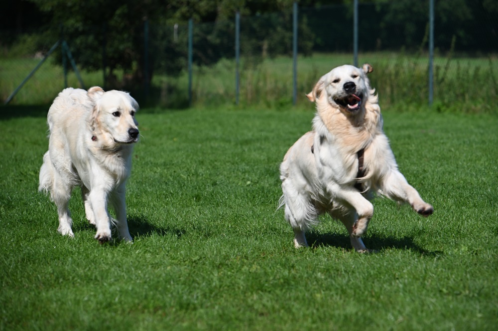 Golden-Retriever-Bremen