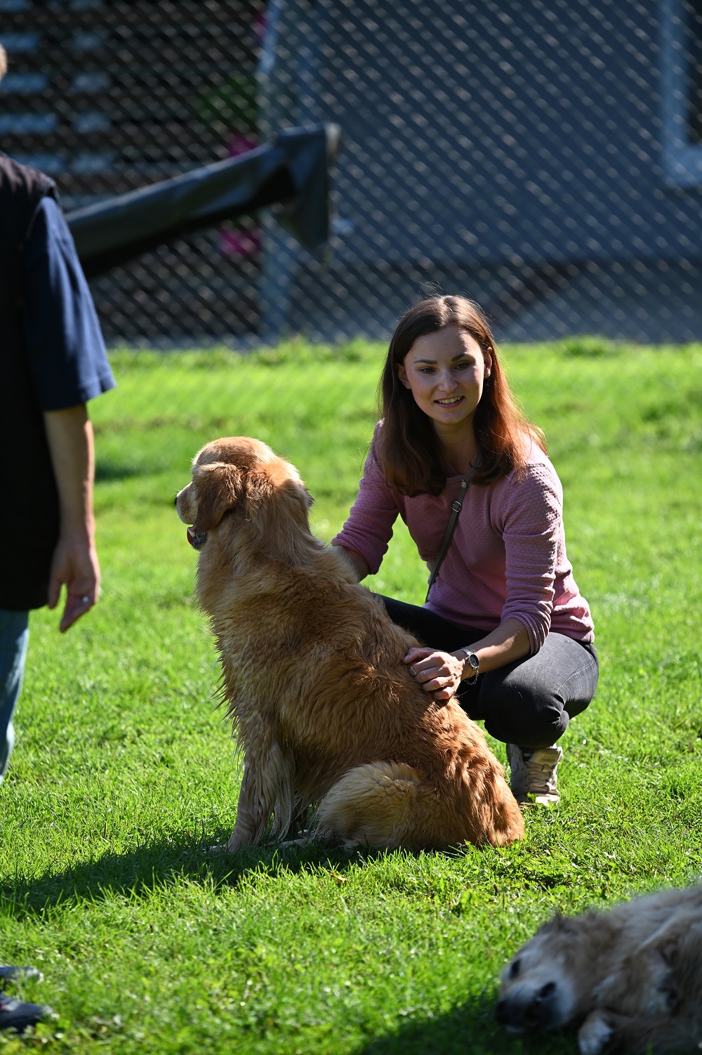 Golden-Retriever-Bremen