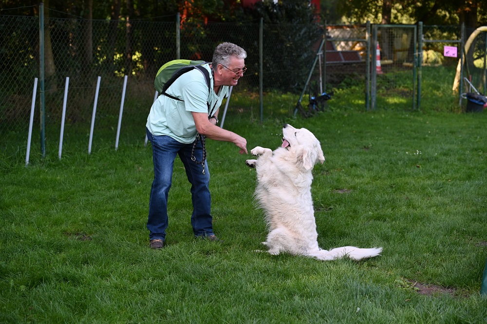 Golden-Retriever-Bremen