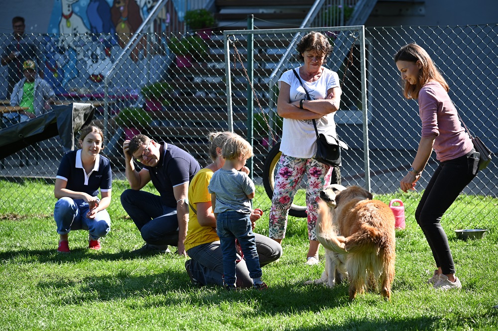 Golden-Retriever-Bremen