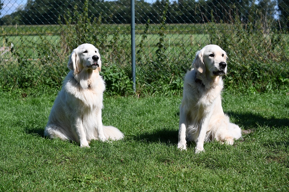 Golden-Retriever-Bremen