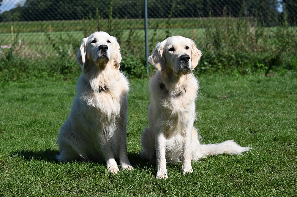 Golden-Retriever-Bremen