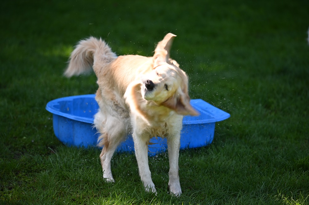 Golden-Retriever-Bremen