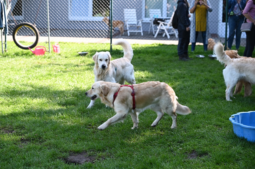 Golden-Retriever-Bremen