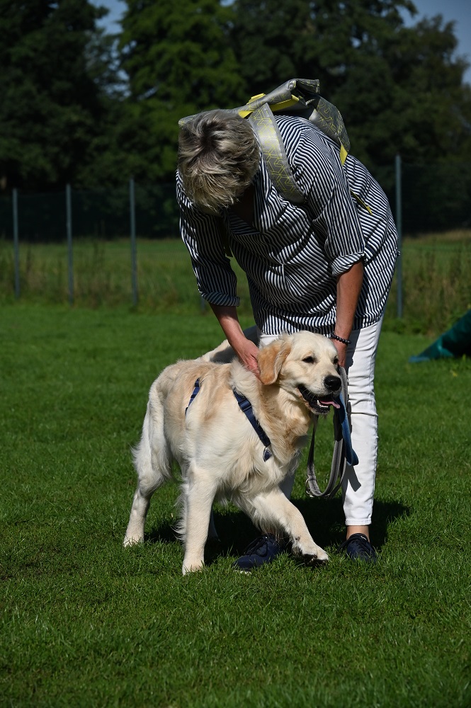 Golden-Retriever-Bremen